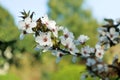 Blooming purple leaf plum flowers Royalty Free Stock Photo